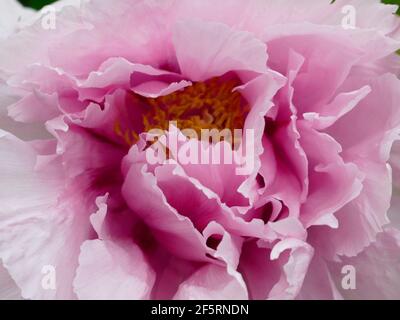 Pivoines rose clair Blooming d'une branche d'une pivoine Arbre dans un jardin Banque D'Images