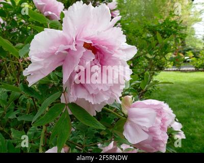 Pivoines rose clair Blooming d'une branche d'une pivoine Arbre dans un jardin Banque D'Images