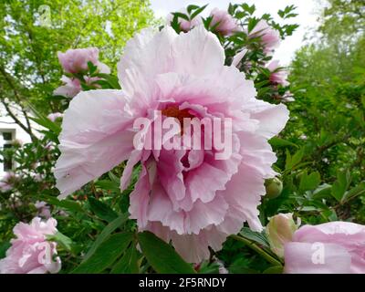 Pivoines rose clair Blooming d'une branche d'une pivoine Arbre dans un jardin Banque D'Images