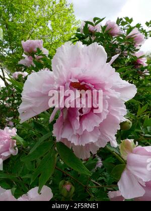 Pivoines rose clair Blooming d'une branche d'une pivoine Arbre dans un jardin Banque D'Images