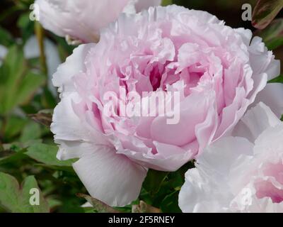 Pivoines rose clair Blooming d'une branche d'une pivoine Arbre dans un jardin Banque D'Images