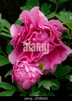 Arbre de pivoine moelleux aux teintes roses dans une pivoine enchantée Jardin Banque D'Images