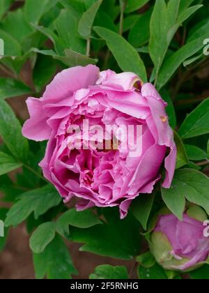 Pivoine rose douce en fleur d'un arbre dans un pivoine Jardin Banque D'Images