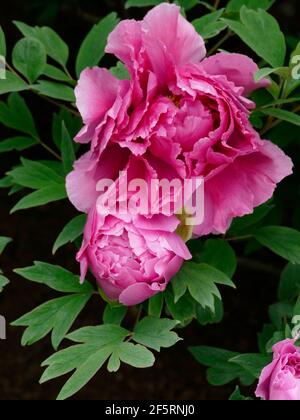 Pivoine rose douce en fleur d'un arbre dans un pivoine Jardin Banque D'Images