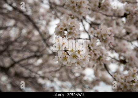 Washington, États-Unis. 27 mars 2021. Les cerisiers en fleurs fleurissent près du bassin Tidal, à Washington, DC, le samedi 27 mars, 2021, au milieu de la pandémie du coronavirus. Des fleurs d'arbres fleurissent dans la région de Washington samedi, alors que le pic de floraison des cerisiers autour du bassin de Tidal était prévu pour la semaine à venir. (Graeme Sloan/Sipa USA) Credit: SIPA USA/Alay Live News Banque D'Images