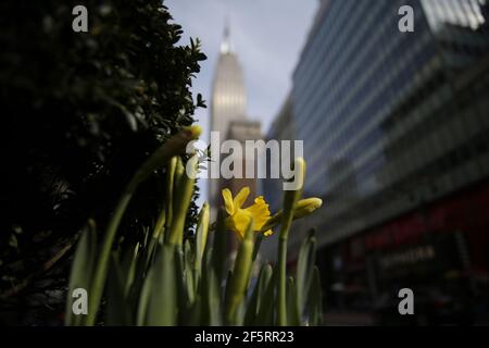 New York, États-Unis. 27 mars 2021. Un plantoir de jonquilles et d'autres fleurs commence à fleurir sur le trottoir au début du printemps à New York le samedi 27 mars 2021. Photo de John Angelillo/UPI crédit: UPI/Alay Live News Banque D'Images