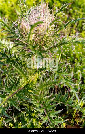 Un genre de plantes à fleurs vivaces et biennaux dans les Asteraceae, un de plusieurs genres connus communément sous le nom de thistles Banque D'Images