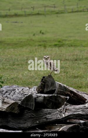 Itaju do colonia, bahia / brésil - 4 janvier 2012: owl est vu et ferme dans la zone rurale du mini-colipo d'Itaju do Colonia. *** Légende locale * Banque D'Images