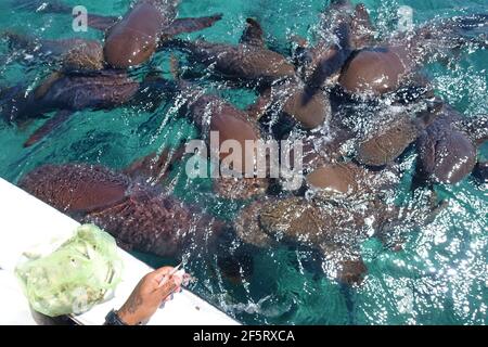 Belize Caye Caulker Island - infirmière nourrissant des requins - Ginglymostoma cirrhose Banque D'Images