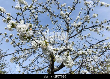 Fleurs de cerisier photographiées entre des fermes mitoyennes, pleines de cerisiers en fleurs à Valdastillas. Avec plus d'un million et demi de cerisiers, la région d'Estrémadure de la vallée de Jerte célèbre chaque année pendant la deuxième moitié de mars le festival de cerisiers en fleurs (Fiesta del Cerezo en Flor), Déclaré d'intérêt touristique national. Cette année, il a été annulé à nouveau en raison de la situation pandémique et outre la fermeture du périmètre régional, il y a eu plusieurs annulations d'hospitalité comme beaucoup de visiteurs sont de l'extérieur de l'Estrémadure. (Photo de Gustavo Valiente/SOPA Banque D'Images