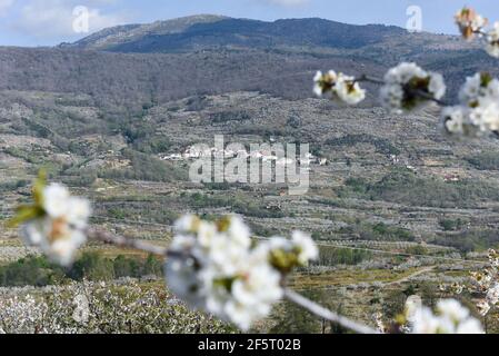 Le village de Rebolar est photographié entre des fermes mitoyennes, pleines de cerisiers en fleurs, dans la vallée de Jerte.avec plus d'un million et demi de cerisiers, la région d'Estrémadure de la vallée de Jerte, célèbre chaque année pendant la deuxième moitié de mars le festival de cerisiers en fleurs (Fiesta del Cerezo en Flor), déclarée d'intérêt touristique national. Cette année, il a été annulé à nouveau en raison de la situation pandémique et outre la fermeture du périmètre régional, il y a eu plusieurs annulations d'hospitalité comme beaucoup de visiteurs sont de l'extérieur de l'Estrémadure. (Photo de Gustavo Valiente / Banque D'Images