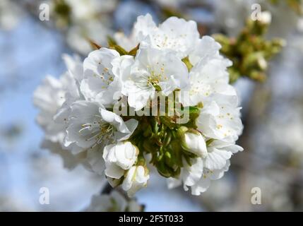 Fleurs de cerisier photographiées entre des fermes mitoyennes, pleines de cerisiers en fleurs à Valdastillas. Avec plus d'un million et demi de cerisiers, la région d'Estrémadure de la vallée de Jerte célèbre chaque année pendant la deuxième moitié de mars le festival de cerisiers en fleurs (Fiesta del Cerezo en Flor), Déclaré d'intérêt touristique national. Cette année, il a été annulé à nouveau en raison de la situation pandémique et outre la fermeture du périmètre régional, il y a eu plusieurs annulations d'hospitalité comme beaucoup de visiteurs sont de l'extérieur de l'Estrémadure. (Photo de Gustavo Valiente/SOPA Banque D'Images