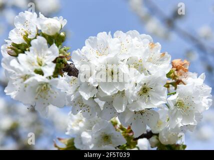 Fleurs de cerisier photographiées entre des fermes mitoyennes, pleines de cerisiers en fleurs à Valdastillas. Avec plus d'un million et demi de cerisiers, la région d'Estrémadure de la vallée de Jerte célèbre chaque année pendant la deuxième moitié de mars le festival de cerisiers en fleurs (Fiesta del Cerezo en Flor), Déclaré d'intérêt touristique national. Cette année, il a été annulé à nouveau en raison de la situation pandémique et outre la fermeture du périmètre régional, il y a eu plusieurs annulations d'hospitalité comme beaucoup de visiteurs sont de l'extérieur de l'Estrémadure. (Photo de Gustavo Valiente/SOPA Banque D'Images