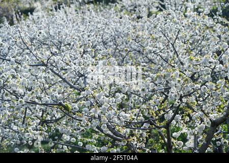 Fleurs de cerisier photographiées entre des fermes mitoyennes, pleines de cerisiers en fleurs à Valdastillas. Avec plus d'un million et demi de cerisiers, la région d'Estrémadure de la vallée de Jerte célèbre chaque année pendant la deuxième moitié de mars le festival de cerisiers en fleurs (Fiesta del Cerezo en Flor), Déclaré d'intérêt touristique national. Cette année, il a été annulé à nouveau en raison de la situation pandémique et outre la fermeture du périmètre régional, il y a eu plusieurs annulations d'hospitalité comme beaucoup de visiteurs sont de l'extérieur de l'Estrémadure. (Photo de Gustavo Valiente/SOPA Banque D'Images