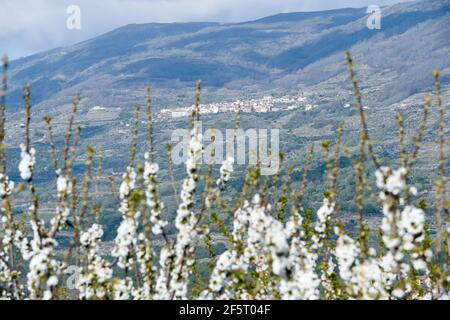 Le village d'El Torno est photographié entre des fermes mitoyennes, pleines de cerisiers en fleurs, dans la vallée de Jerte.avec plus d'un million et demi de cerisiers, la région d'Estrémadure de la vallée de Jerte, célèbre chaque année pendant la deuxième moitié de mars le festival de cerisiers en fleurs (Fiesta del Cerezo en Flor), déclarée d'intérêt touristique national. Cette année, il a été annulé à nouveau en raison de la situation pandémique et outre la fermeture du périmètre régional, il y a eu plusieurs annulations d'hospitalité comme beaucoup de visiteurs sont de l'extérieur de l'Estrémadure. (Photo de Gustavo Valiente / Banque D'Images