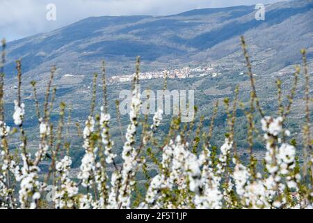 Le village d'El Torno est photographié entre des fermes mitoyennes, pleines de cerisiers en fleurs, dans la vallée de Jerte.avec plus d'un million et demi de cerisiers, la région d'Estrémadure de la vallée de Jerte, célèbre chaque année pendant la deuxième moitié de mars le festival de cerisiers en fleurs (Fiesta del Cerezo en Flor), déclarée d'intérêt touristique national. Cette année, il a été annulé à nouveau en raison de la situation pandémique et outre la fermeture du périmètre régional, il y a eu plusieurs annulations d'hospitalité comme beaucoup de visiteurs sont de l'extérieur de l'Estrémadure. Banque D'Images