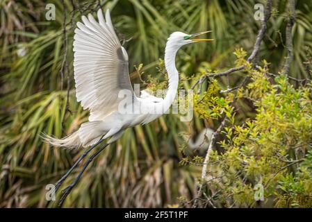 Grand aigreet (Ardea alba) avec plumage reproducteur en vol dans une rookerie d'oiseaux à gué à St. Augustine, Floride. (ÉTATS-UNIS) Banque D'Images