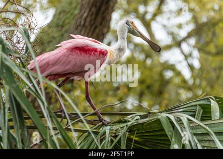 Balisé de la cuillerée sauvage au sommet d'une fronde de de palmier à chou à la rookerie d'oiseaux à gué dans le parc zoologique de la ferme des alligators de St. Augustine en Floride. Banque D'Images