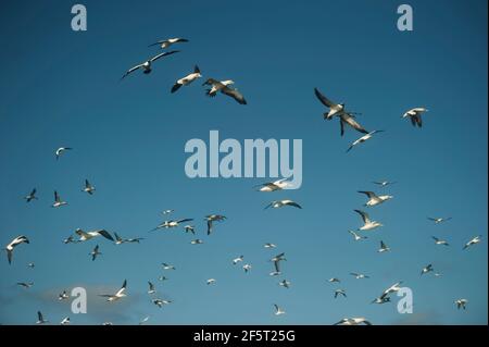 Cap Gannets, Morus capensis, en vol, Port St Johns, Wild Coast, Cap oriental, Transkei, Afrique du Sud, Afrique, Océan Indien Banque D'Images