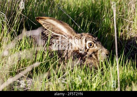 Alerte lapin à queue noire repliant les oreilles et se cachant. Comté de Santa Clara, Californie, États-Unis. Banque D'Images