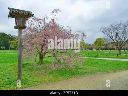 Cerisier et lampadaire japonais en bois dans le parc Maizuru, ville de Fukuoka, Japon. Banque D'Images