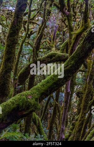 Forêt tropicale de Laurisilva au parc national de Garajonay à la Gomera, îles Canaries, Espagne. Banque D'Images