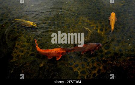 Poissons koï dans le jardin japonais du parc Ohori à Fukuoka, au Japon Banque D'Images