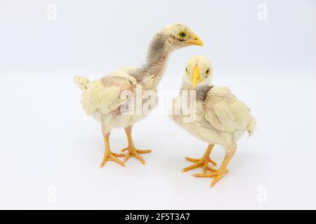 Deux petits poussins isolés sur fond blanc, Hen poussins Banque D'Images