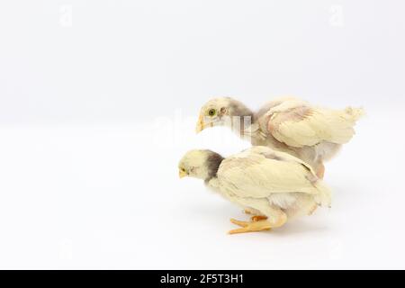 Deux petits poussins isolés sur fond blanc, Hen poussins Banque D'Images