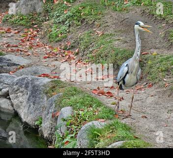 Le héron gris (Ardea cinerea) est un oiseau de passage à gué prédateur à longues pattes de la famille des hérons, les Ardeidae Banque D'Images
