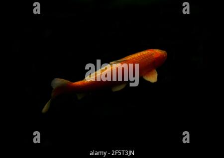 Poissons koï au jardin japonais d'Ohori Park. Fukuoka, Japon Banque D'Images