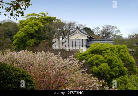 Les ruines du château de Fukuoka sont situées dans le parc de Maizuru, nommé d'après l'alias du château, le château de Maizuru, construit en 1603. Fukuoka, Japon, 04-07-2015 Banque D'Images