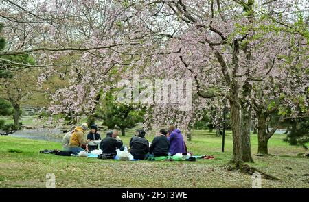Hanami signifie « observation des fleurs » et peut être juste une promenade dans le parc, mais traditionnellement il implique également un pique-nique sous les arbres en fleurs. Japon Banque D'Images