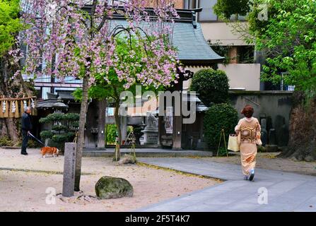 Femme japonaise portant un kimono à la porte du sanctuaire de Kushida, ville de Fukuoka, Japon. Banque D'Images