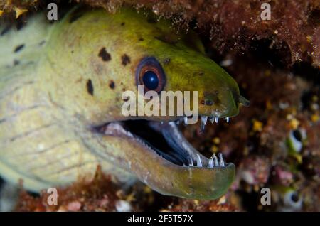 Eel de Moray fimbrié montrant les dents, le fimbriatus de Gymnothorax, site de plongée de Sedam, Seraya, district de Kubu, Karangasem, Bali, Indonésie, Océan Indien Banque D'Images