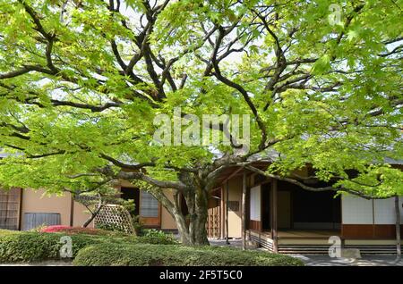 Jardin et salon de thé Shofuen, ville de Fukuoka, Japon. Site de Shofuso, la résidence du célèbre Zenpachi Tanakamaru. Banque D'Images