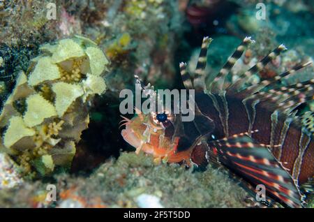 Poisson-lion de zèbre, zébra Dendrochirus, par l'algue à feuilles épineuses, Turbinaria decurrens, site de plongée de Sedam, Seraya, district de Kubu, Karangasem, Bali, Indonésie, Banque D'Images