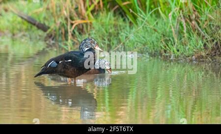 Les canards de bois à ailes blanches mâles et femelles passent à gué dans un étang peu profond Banque D'Images