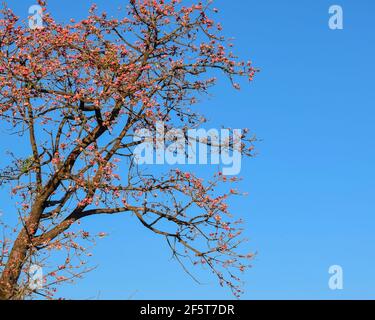 Arbre de coton rouge également connu sous le nom d'arbre de soie-coton Malabar qui fleurissent de belles fleurs rouges dans l'Inde d'été. Fleurs rouges sur l'arbre avec ciel bleu. Banque D'Images