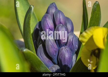 Macro photo de la jacinthe violette boutons de fleurs dans fond vif. À l'intérieur des feuilles. Banque D'Images