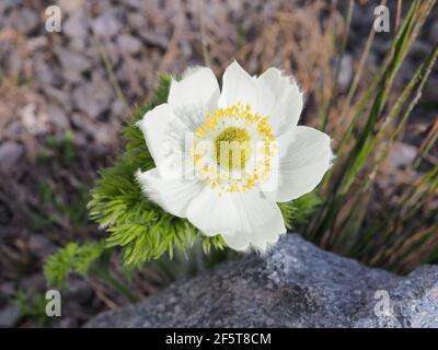 Anemone occidentalis - WESTERN pasqueflower - dans le parc national du Mont Rainier, État de Washington, États-Unis Banque D'Images