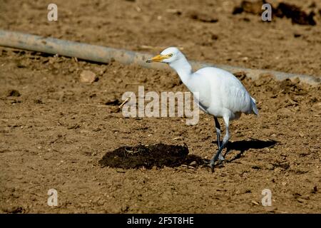 Egret de bétail (Bubulcus ibis) dans un champ labouré près de Porthcurno, Cornouailles, Angleterre, Royaume-Uni. Banque D'Images
