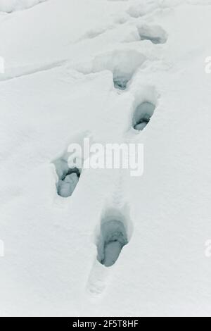 Empreintes réelles de l'homme dans la neige profonde d'hiver nuageux le soir Banque D'Images