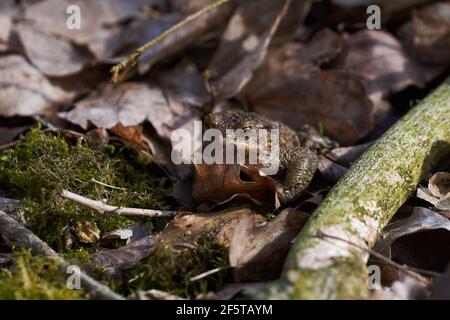 Crapaud commun assis entre les feuilles mortes et les branches dans la forêt plancher au printemps Banque D'Images