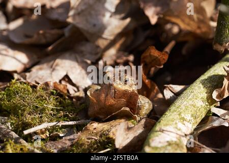 Crapaud commun assis entre les feuilles mortes et les branches dans la forêt plancher au printemps Banque D'Images