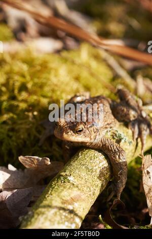 Crapaud commun assis entre les feuilles mortes et les branches dans la forêt plancher au printemps Banque D'Images