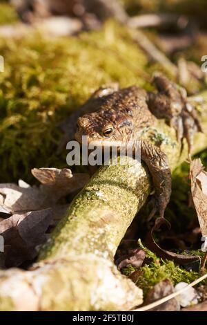 Crapaud commun assis entre les feuilles mortes et les branches dans la forêt plancher au printemps Banque D'Images