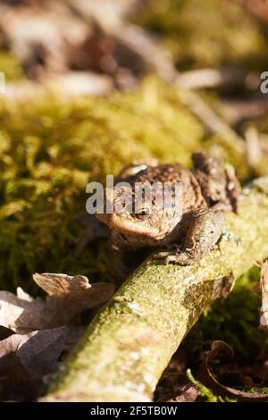 Crapaud commun assis entre les feuilles mortes et les branches dans la forêt plancher au printemps Banque D'Images