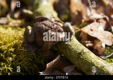 Crapaud commun assis entre les feuilles mortes et les branches dans la forêt plancher au printemps Banque D'Images