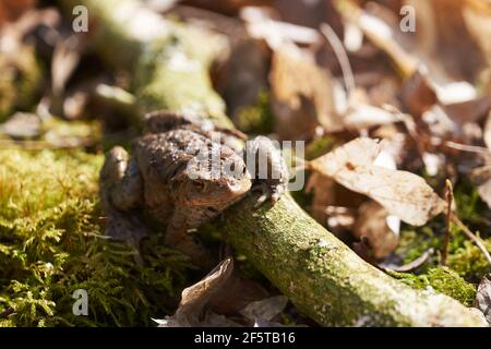 Crapaud commun assis entre les feuilles mortes et les branches dans la forêt plancher au printemps Banque D'Images